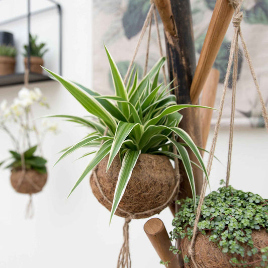 Chlorophythum et son pot en fibre de noix de coco - Bakker