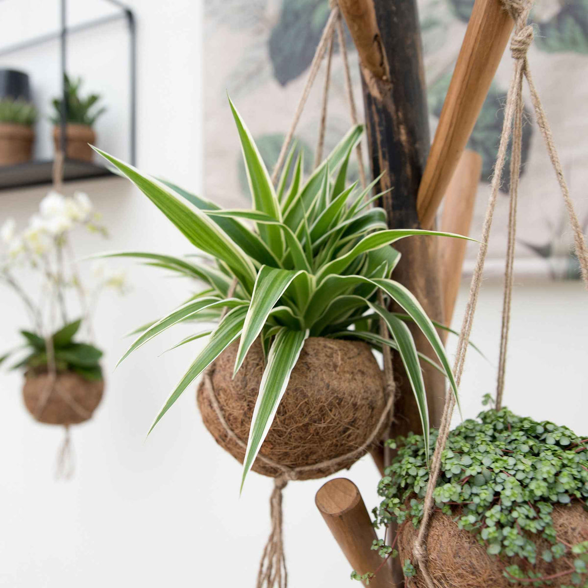 Chlorophytum et son pot en fibre de noix de coco - Bakker