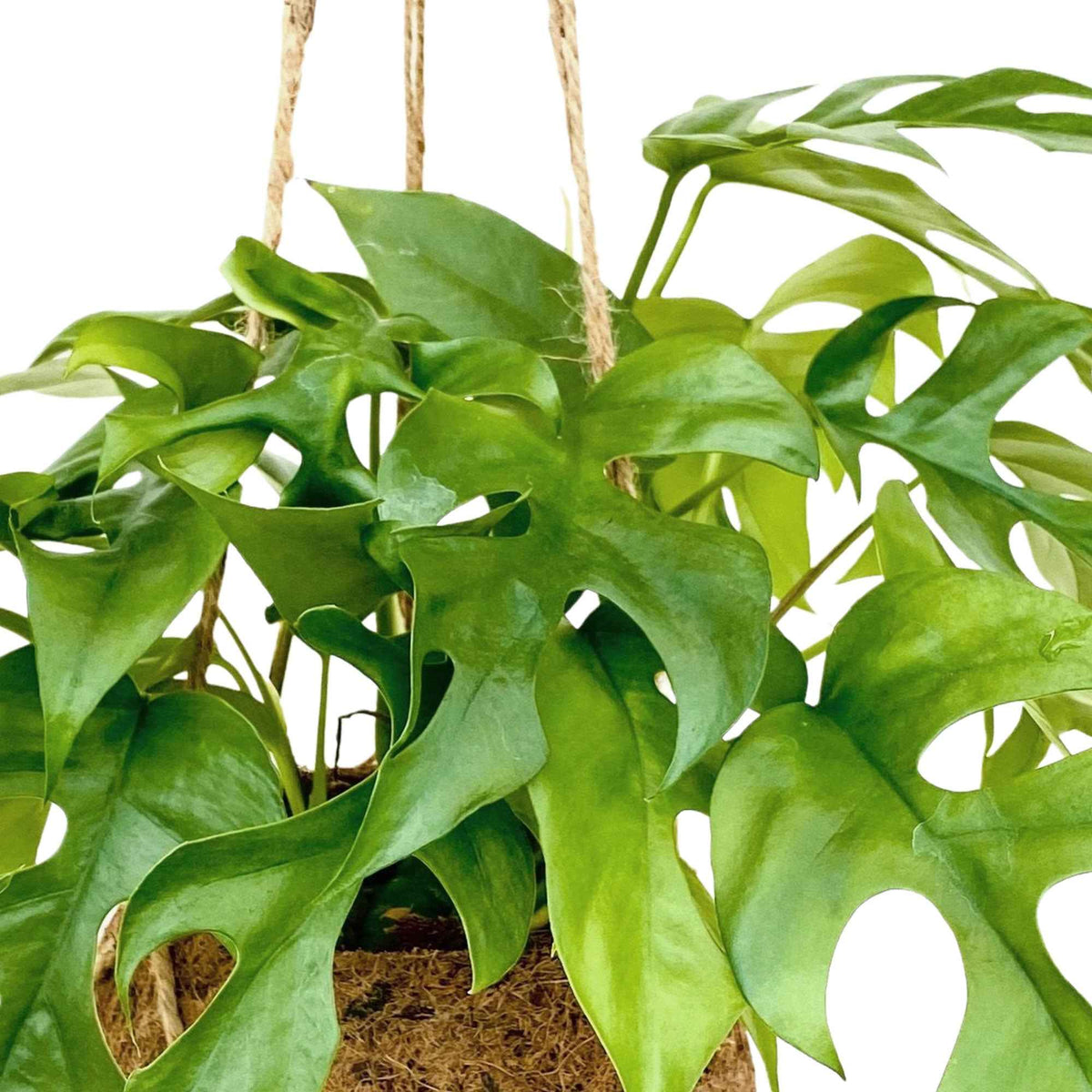 Monstera minima et son pot en fibre de noix de coco - Monstera minima - Bakker