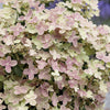 Bakker - Hortensia paniculé Polestar® - Hydrangea paniculata polestar ® ' breg14' - Hortensia