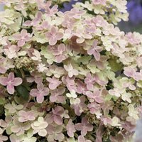 Hortensia paniculé Polestar® - Hydrangea paniculata polestar ® ' breg14' - Hortensia