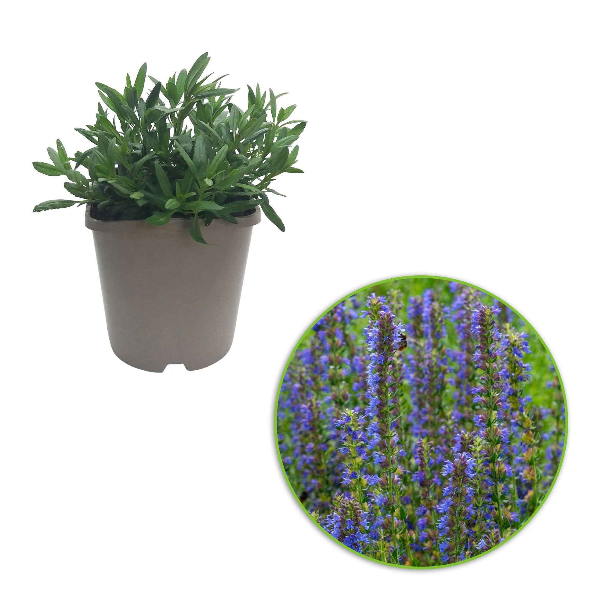 Hysope officinale - 1x hauteur de livraison 15-50 cm, pot de Diamètre 13 cm - Caractéristiques des plantes - undefined