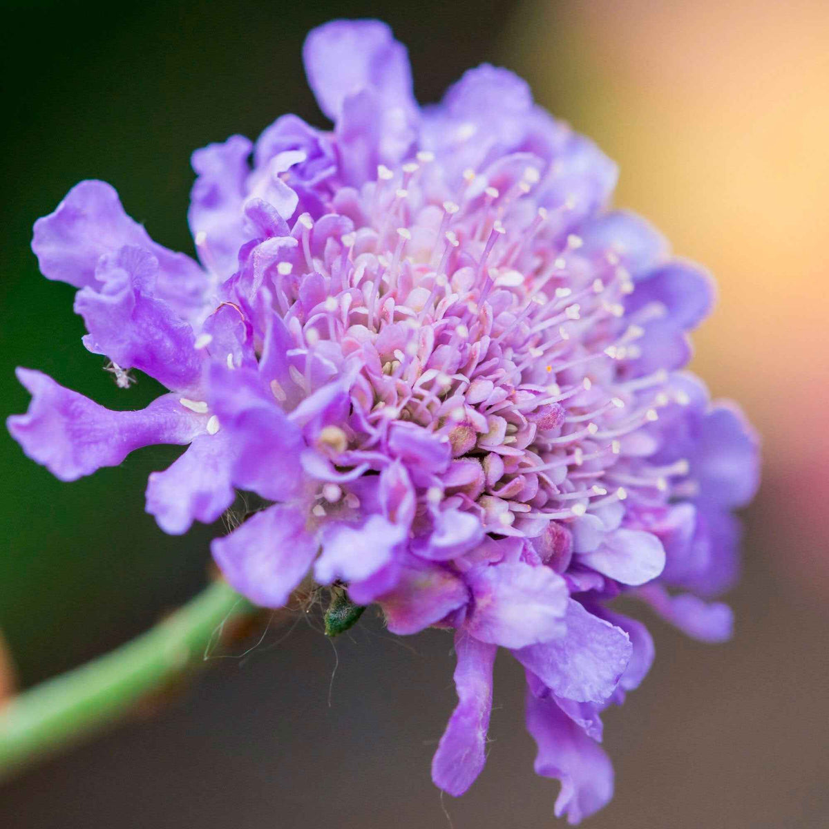 Scabieuse colombaire - Scabiosa columbaria - Bakker
