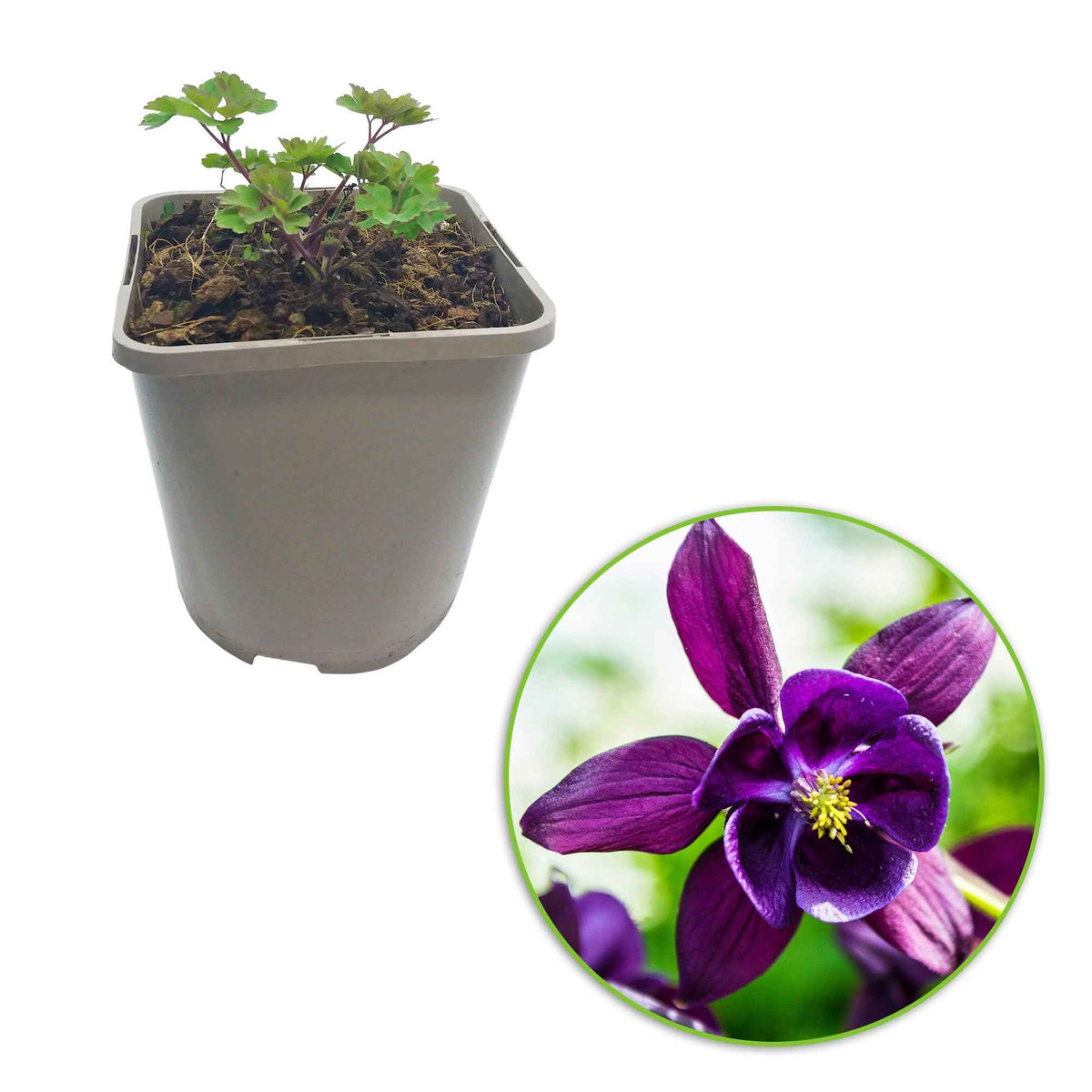 Aquilegia vulgaris Granny's Bonnets - 3 Ancolies des jardins Granny's Bonnets en mélange - Ancolie