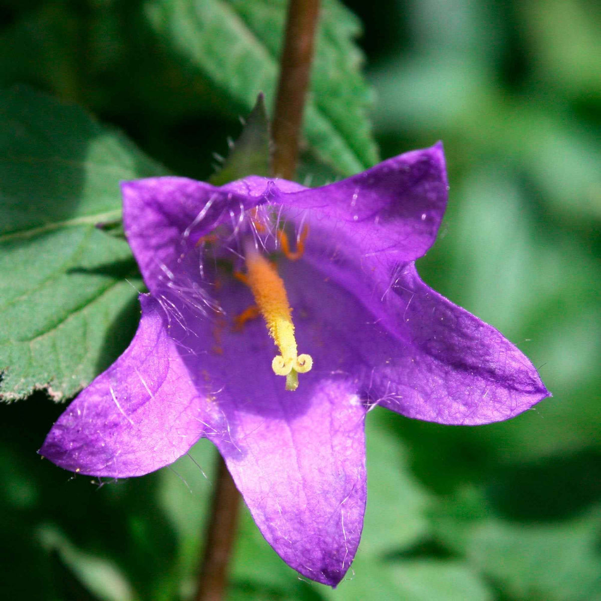 Campanule hybride Viking - Campanula Viking - Bakker