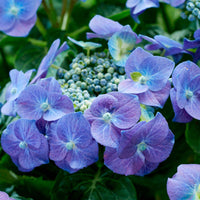 Hortensia 'Teller blue' - Arbustes à fleurs