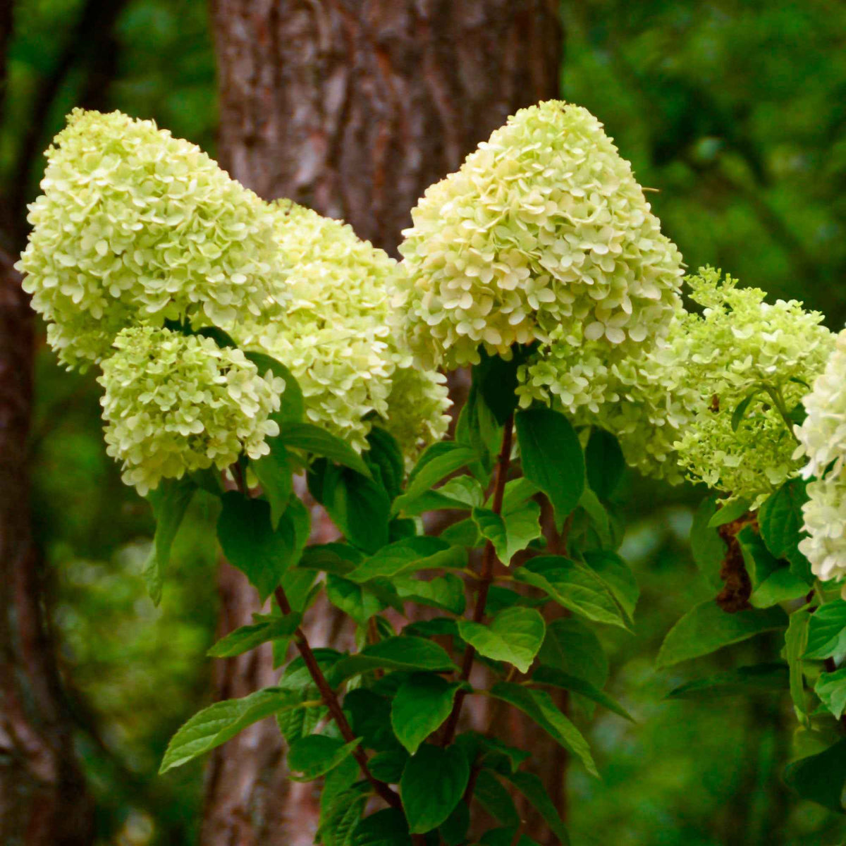 Hortensia paniculata - Hortensia paniculé 'Silver Dollar' - Hydrangea paniculata Silver Dollar