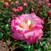 3x Rosier grimpant Rosa 'Haendel'® Blanc-Rouge  - Plants à racines nues - Arbustes