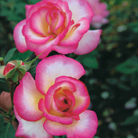 Bakker - Rosier Grimpant 'Haendel' - Rosa haendel - Rosiers