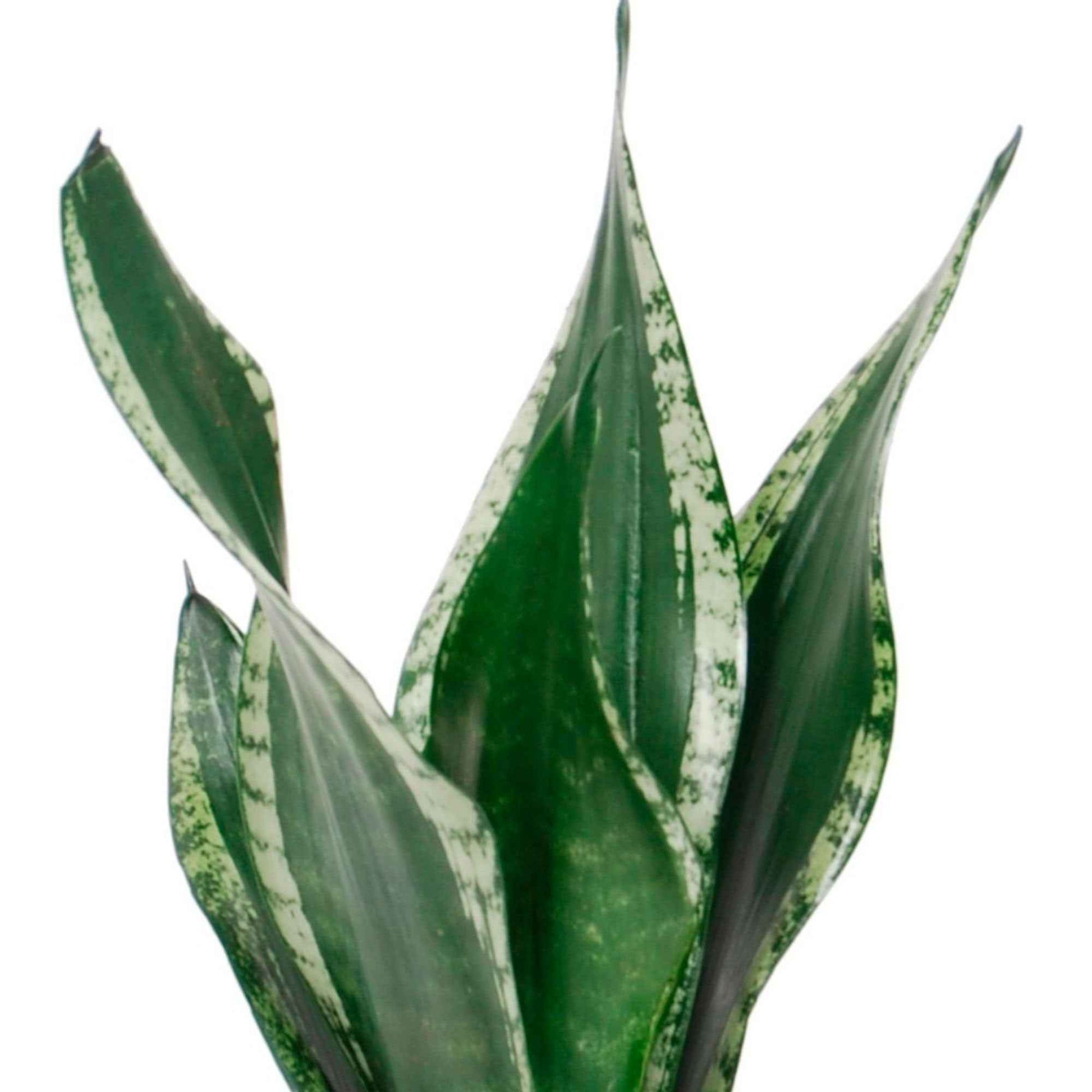 Langue de belle-mère Sansevieria 'Grey Stripe' - Bio - Facile d’entretien