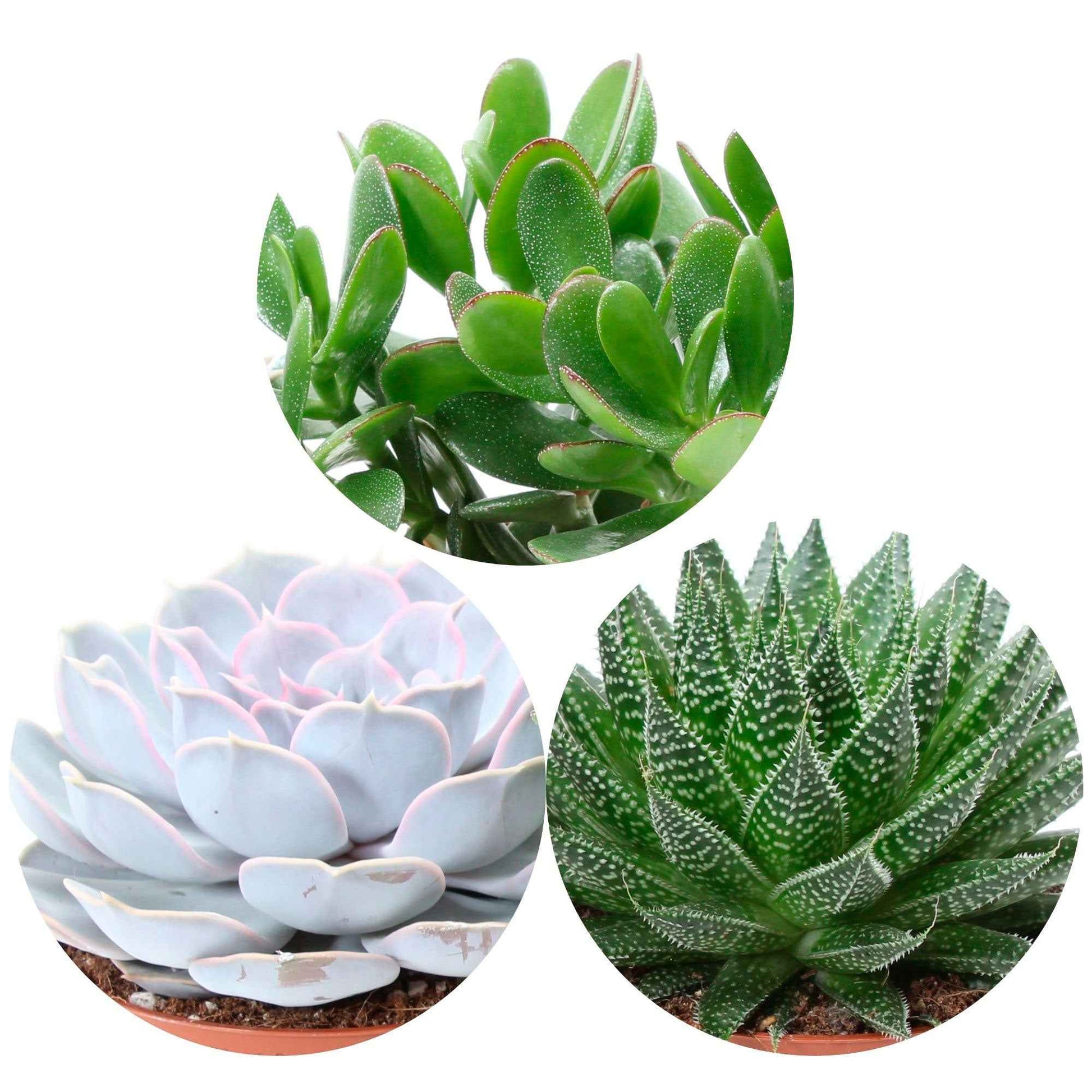 succulent definition francais Collection de 3 succulentes - Aloé, Echeveria, Crassula