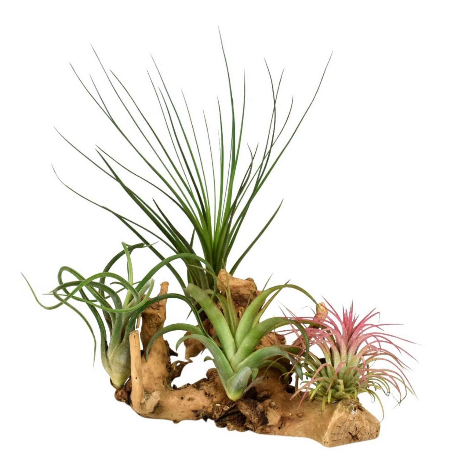 Plantes aériennes - Tillandsia