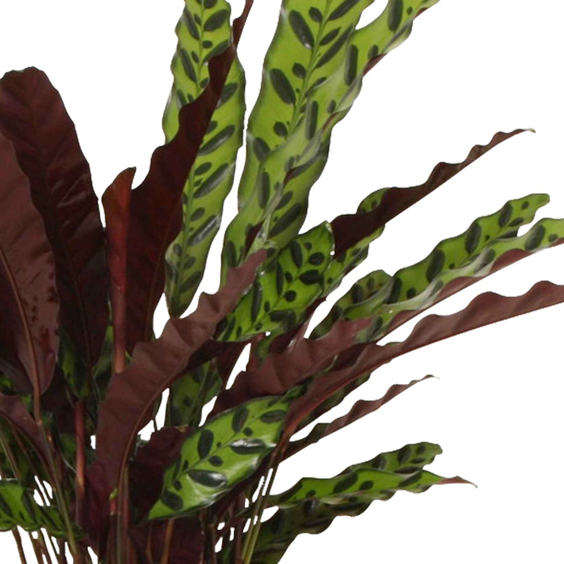 Calathea lancifolia 'Insigne' - Plantes d'intérieur