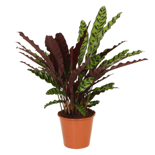 Calathea lancifolia Insigne - 1x hauteur de livraison 60-70 cm, pot de Diamètre 17 cm - Grandes plantes d intérieur - undefined