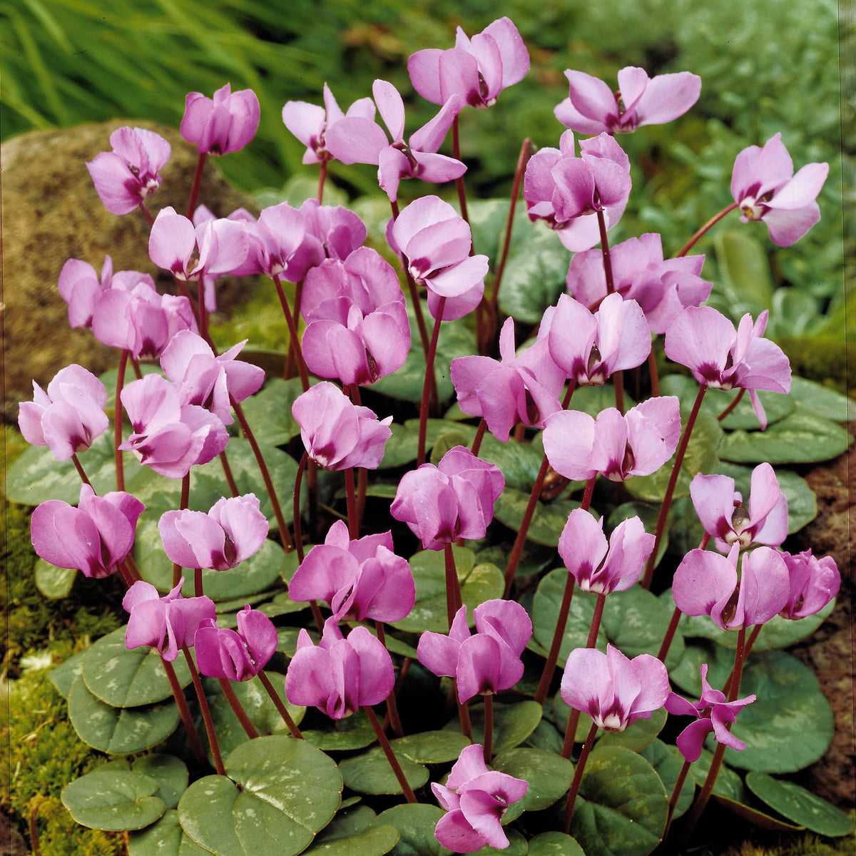 3 Cyclamens de l'île de Cos roses - Bakker
