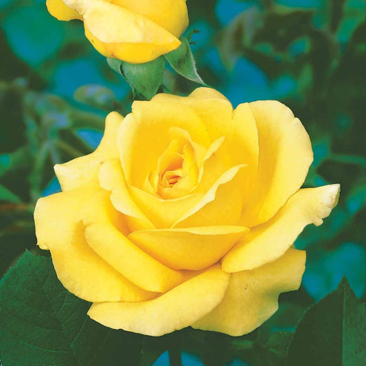 Rosier buisson 'Arthur Bell' - Bakker