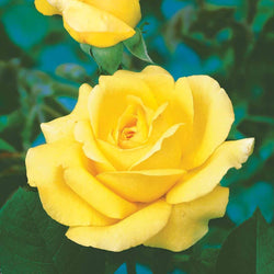 Rosier buisson 'Arthur Bell' - Bakker