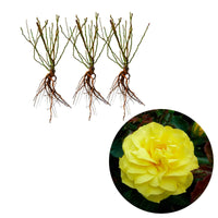 Rosier à fleurs groupées Friesia - 3x Hauteur à la livraison 25-40 cm - Caractéristiques des plantes - undefined