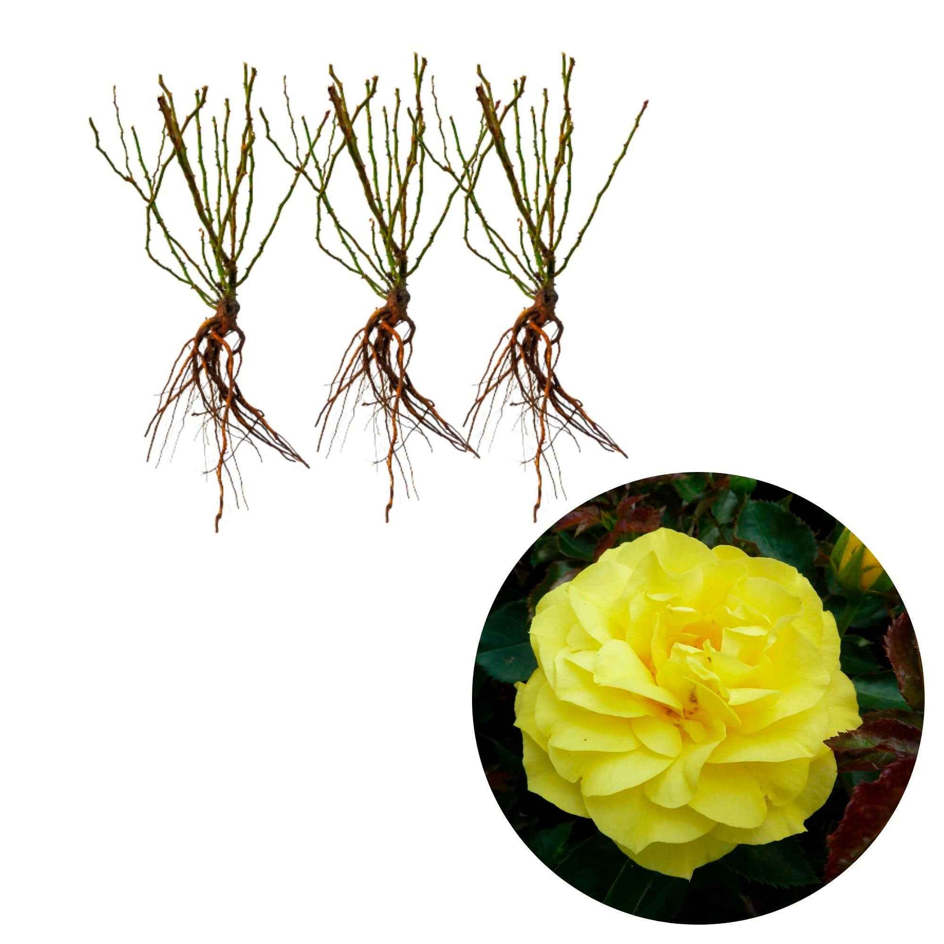 Rosier à fleurs groupées Friesia - 3x Hauteur à la livraison 25-40 cm - Caractéristiques des plantes - undefined