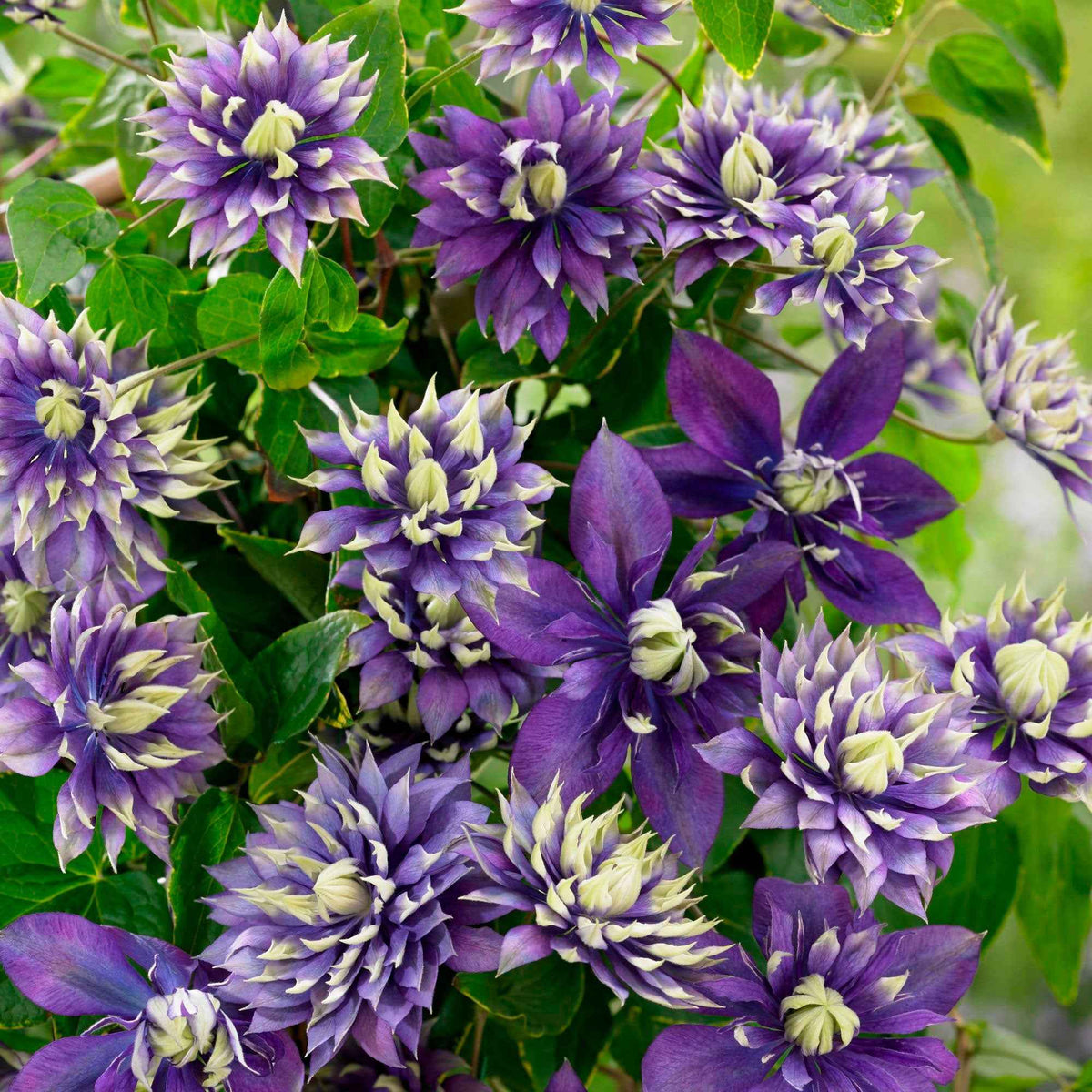 Clematis Taïga - Clématite 'Taïga' - Clématite