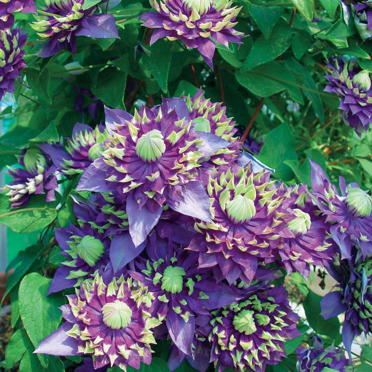 Clématite - Clématite 'Taïga' - Clematis Taïga
