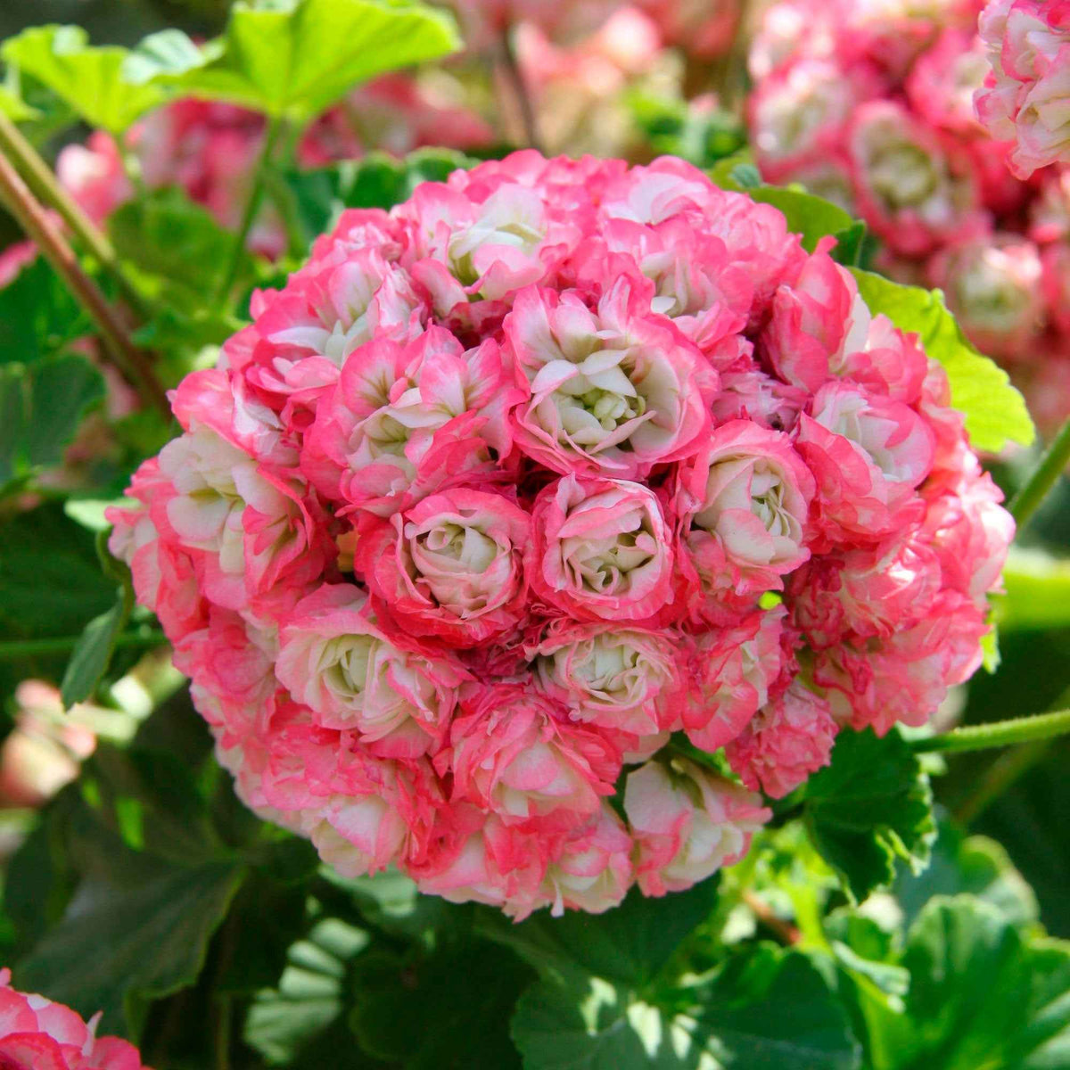 Pelargonium zonale apple blossom - 3 Géraniums rose abricot - Géranium - Pélargonium