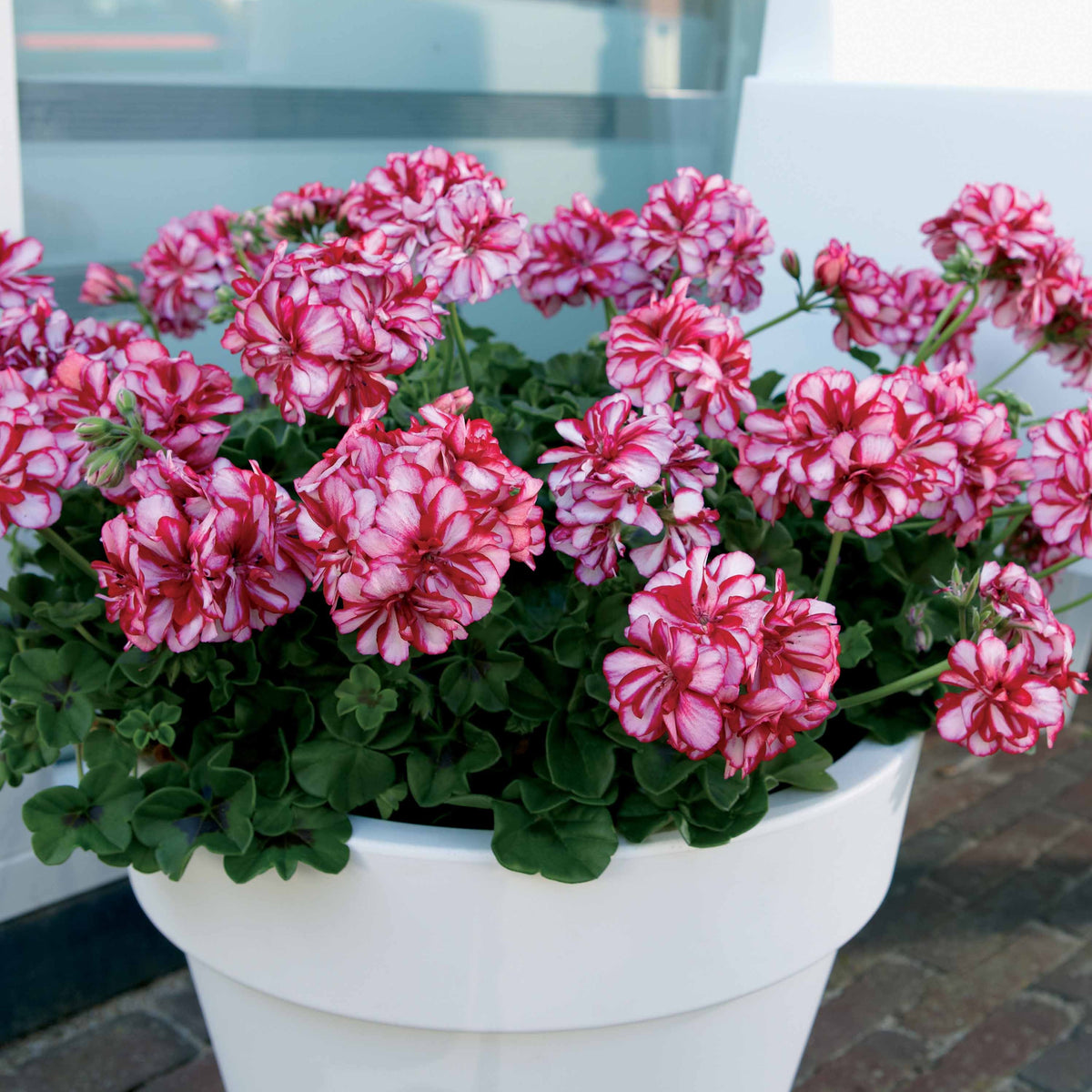 3 Géraniums-lierre bicolores - Pelargonium peltatum nixe - Bakker