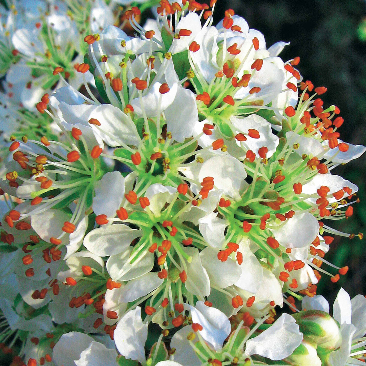 Arbustes fleuris - 3 Lauriers du Portugal Angustifolia - Prunus lusitanica angustifolia