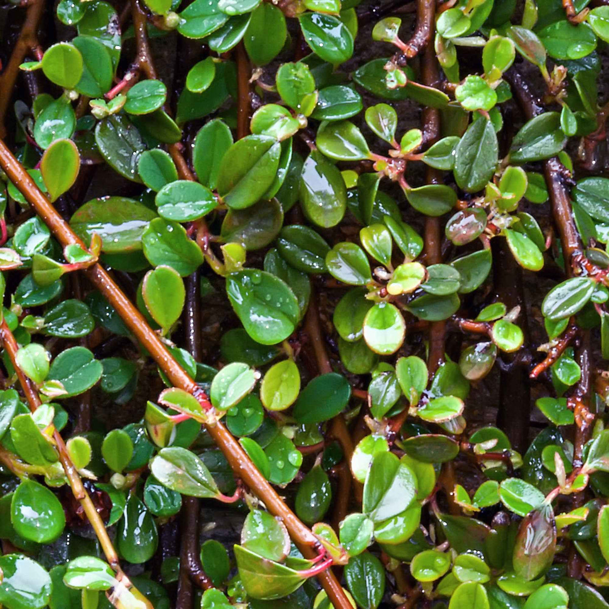 Cotoneaster Dammeri - Cotonéaster de Dammer - Arbustes fleuris