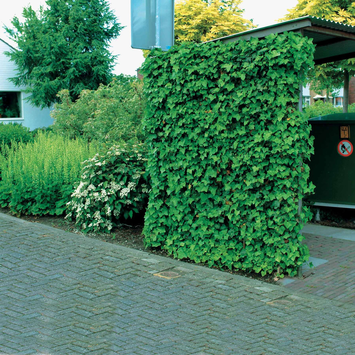 Lierre grimpant - Hedera - 3 Lierres d'Irlande - Hedera hibernica