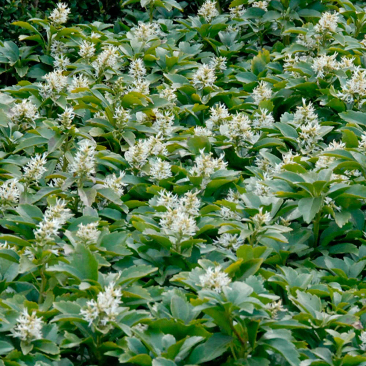 Plantes vivaces - Pachysandre - Pachysandra terminalis