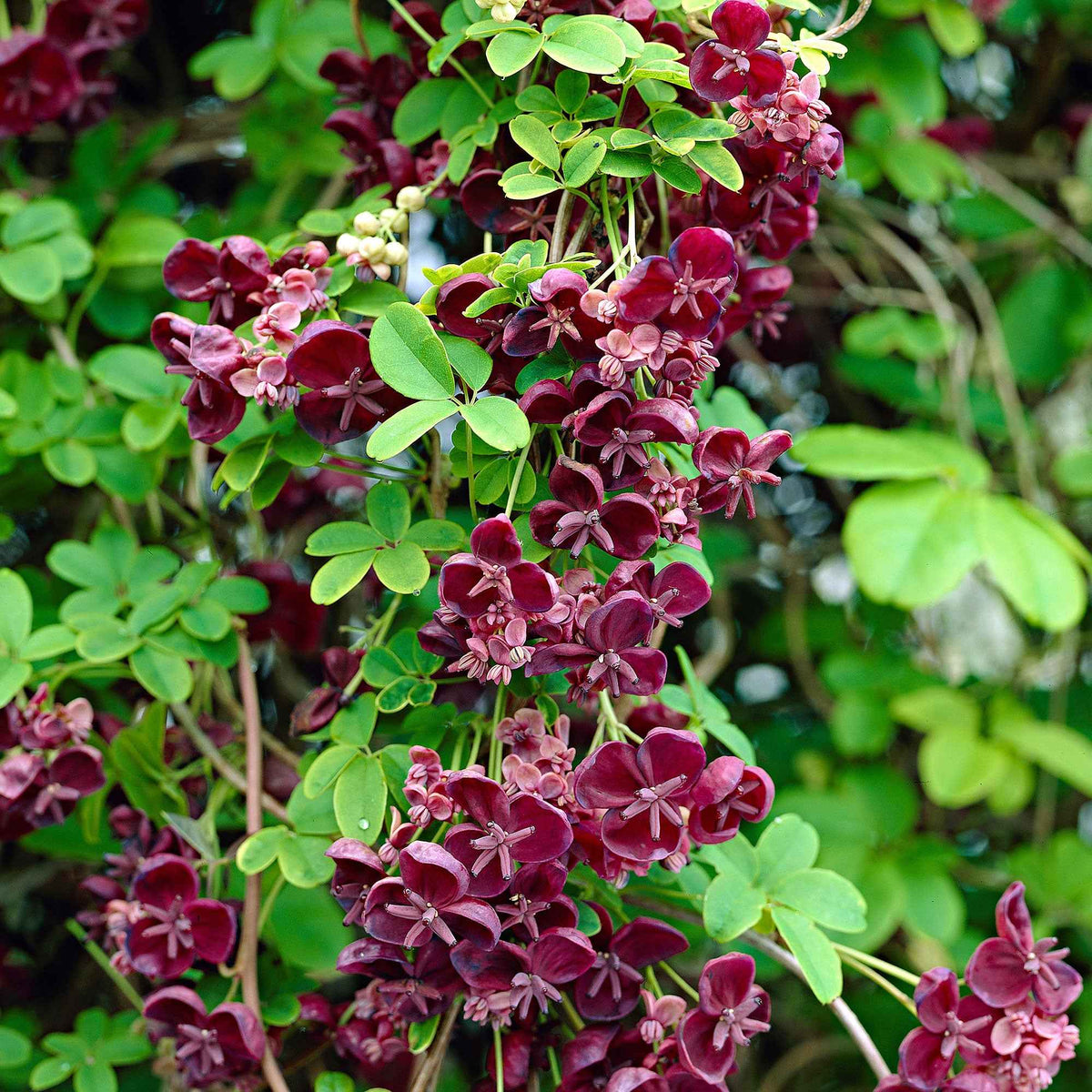 Plantes grimpantes - Akébie à cinq feuilles 'Quinata' - Akebia quinata