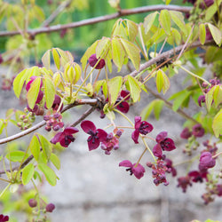 Akébie à cinq feuilles 'Quinata' - Bakker