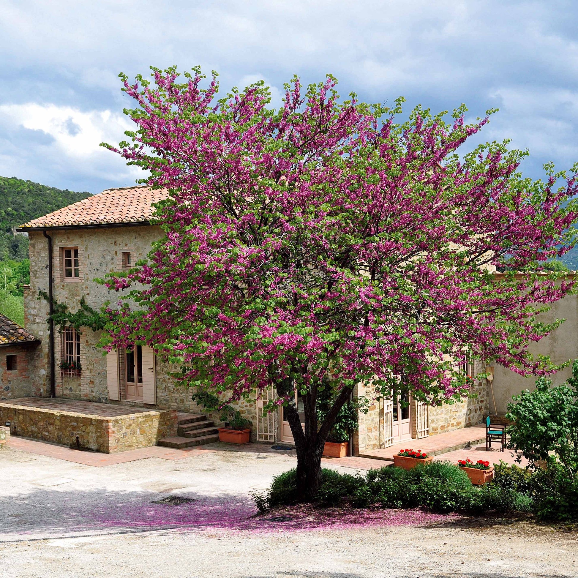 Arbre de Judée | Bakker.com