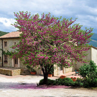 Collection de 2 arbustes : Forsythia et Arbre de Judée