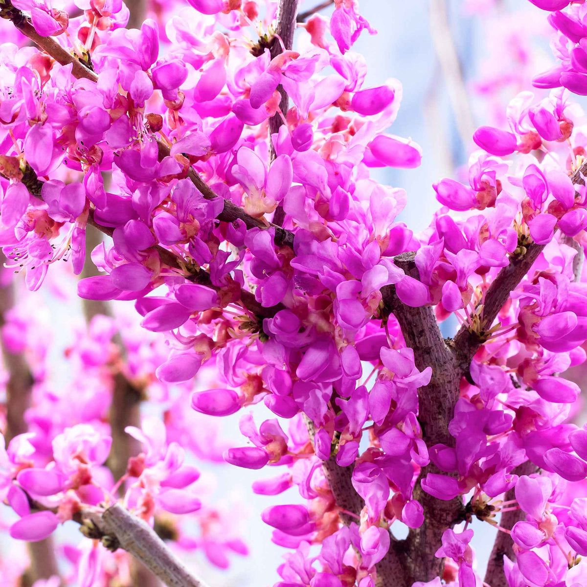 Arbres - Arbre de Judée - Cercis siliquastrum