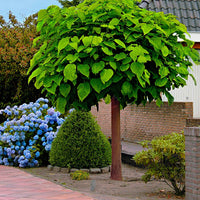 Catalpa bignonioides Nana - Catalpa Boule - Petits arbres