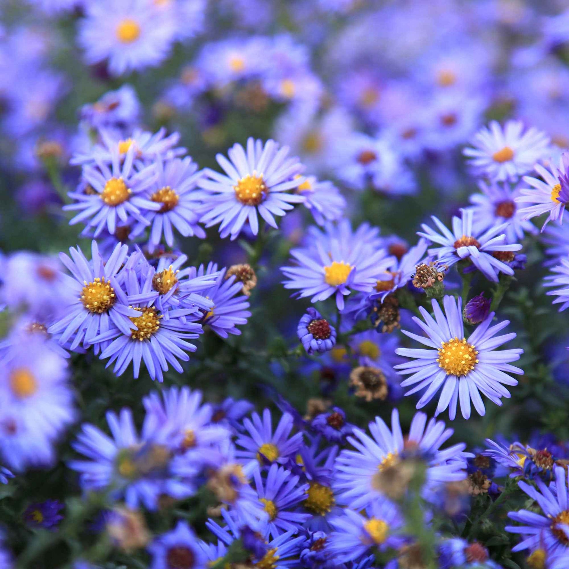 Aster nain 'Lady in Blue' - Arbustes à papillons et plantes mellifères