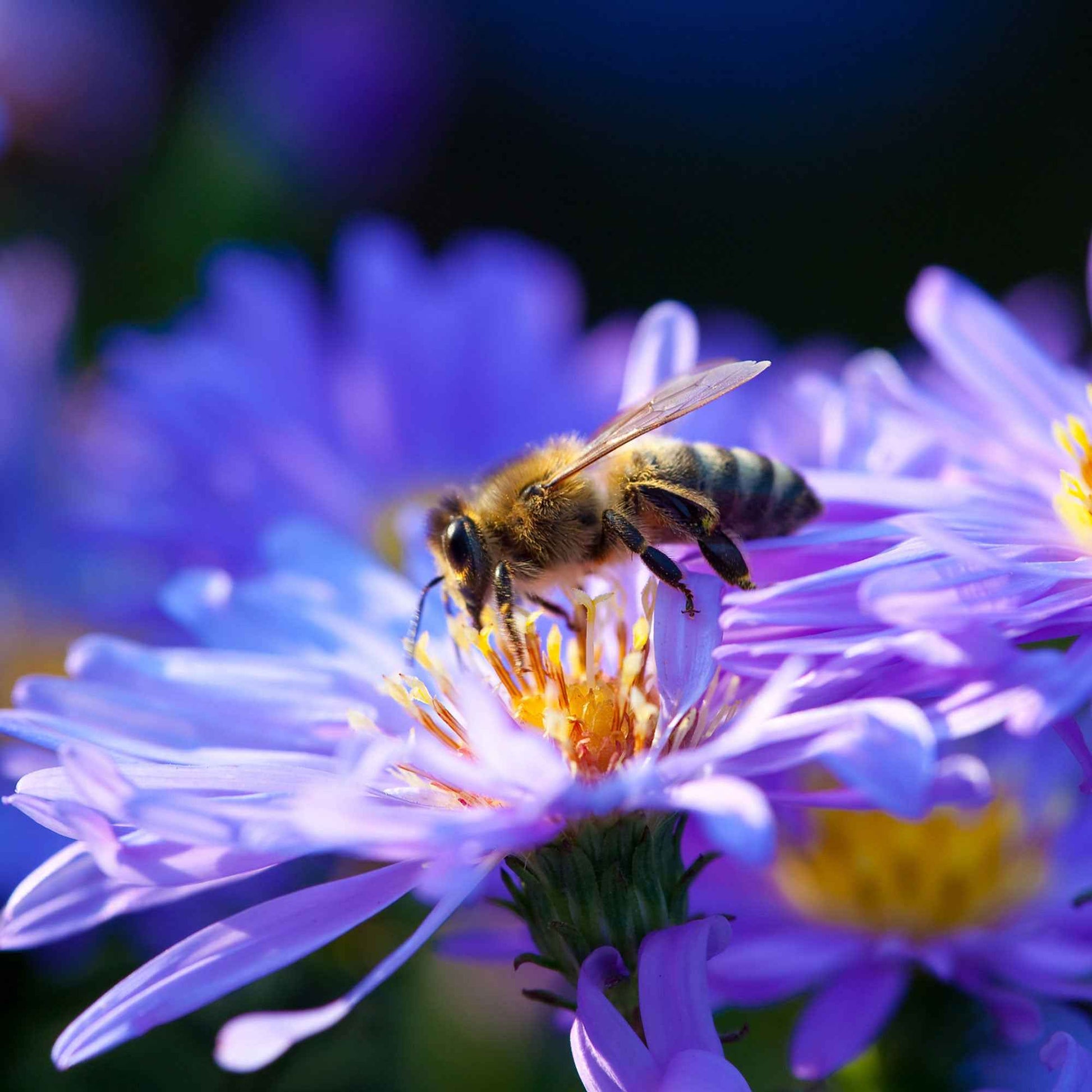 Aster nain 'Lady in Blue' - Plantes d'extérieur