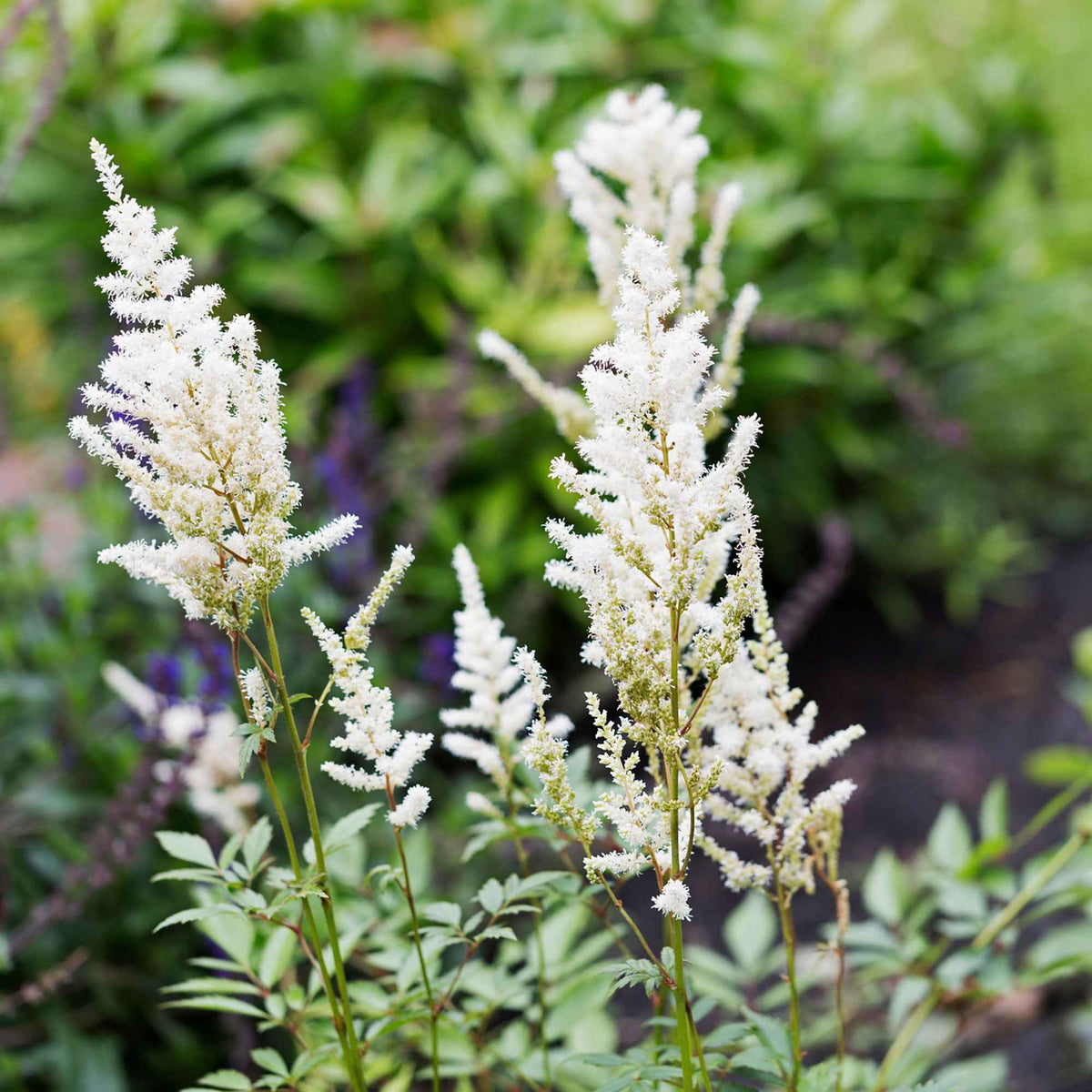Astilbe d'Arends 'Brautschleier' - Bakker