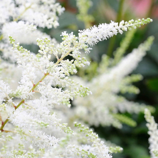 Astilbe x arendsii Brautschleier - Astilbe d'Arends 'Brautschleier' - Plantes vivaces