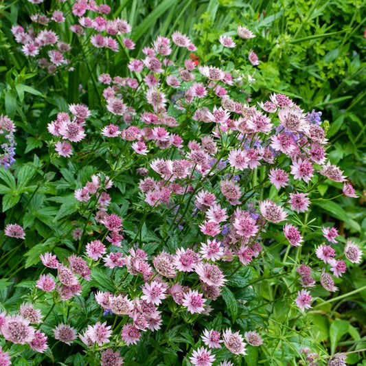 Astrance 'Roma' - Arbustes à papillons et plantes mellifères