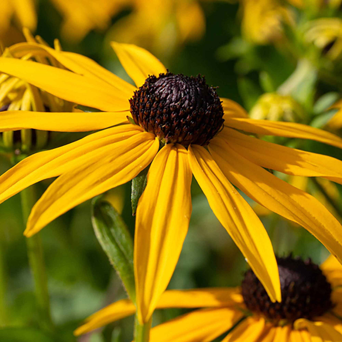 Rudbeckia Goldsturm - Rudbeckia fulgida Goldsturm - Bakker