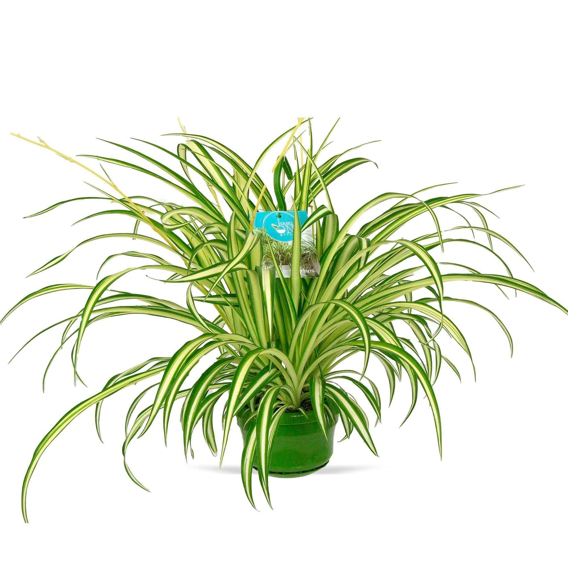 Plante-araignée Chlorophytum Vittatum - 1x plante : hauteur à la livraison 50-55 cm, pot Diamètre 14 cm - Chlorophythum - Plante araignée - undefined