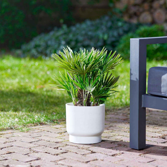 Palmier nain de Méditerranée - Bakker
