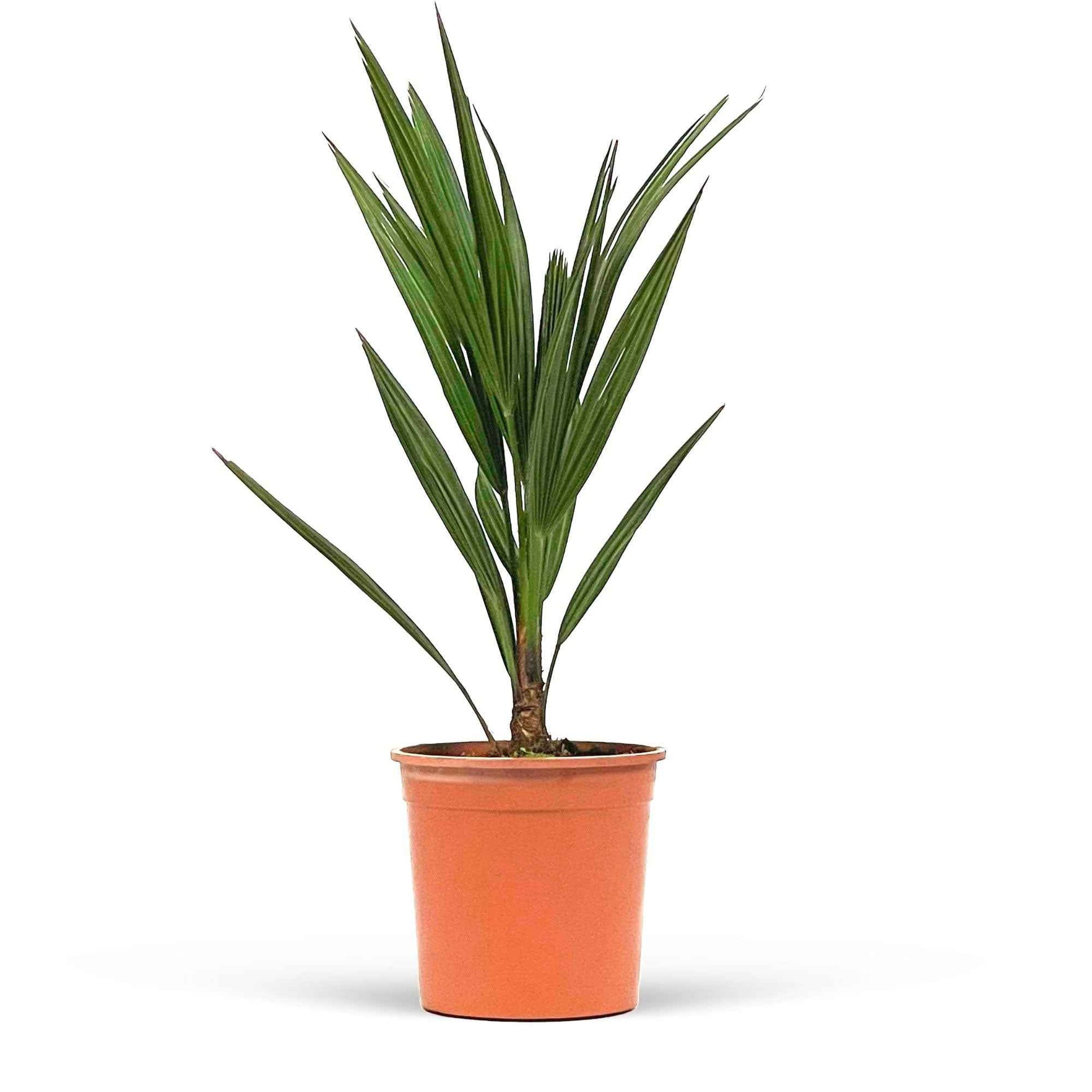 Palmier nain de Méditerranée - 1x plante : Hauteur à la livraison 30-40 cm, dimension du pot Diamètre 15 cm - Caractéristiques des plantes - undefined