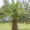 Palmier des Canaries - Caractéristiques des plantes - Phoenix canariensis