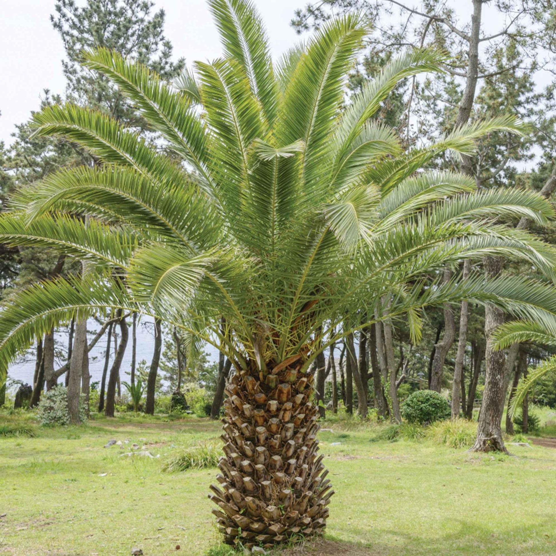 Palmiers : conseils de plantation et d'entretien
