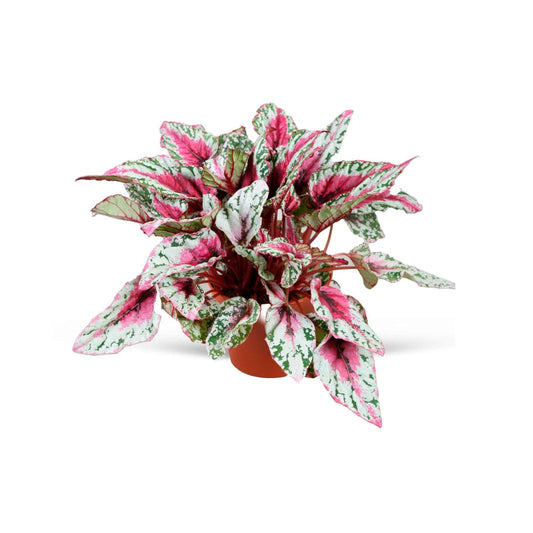 Bégonia Begonia 'Maui Sunset' - Nouvelles plantes d'intérieur