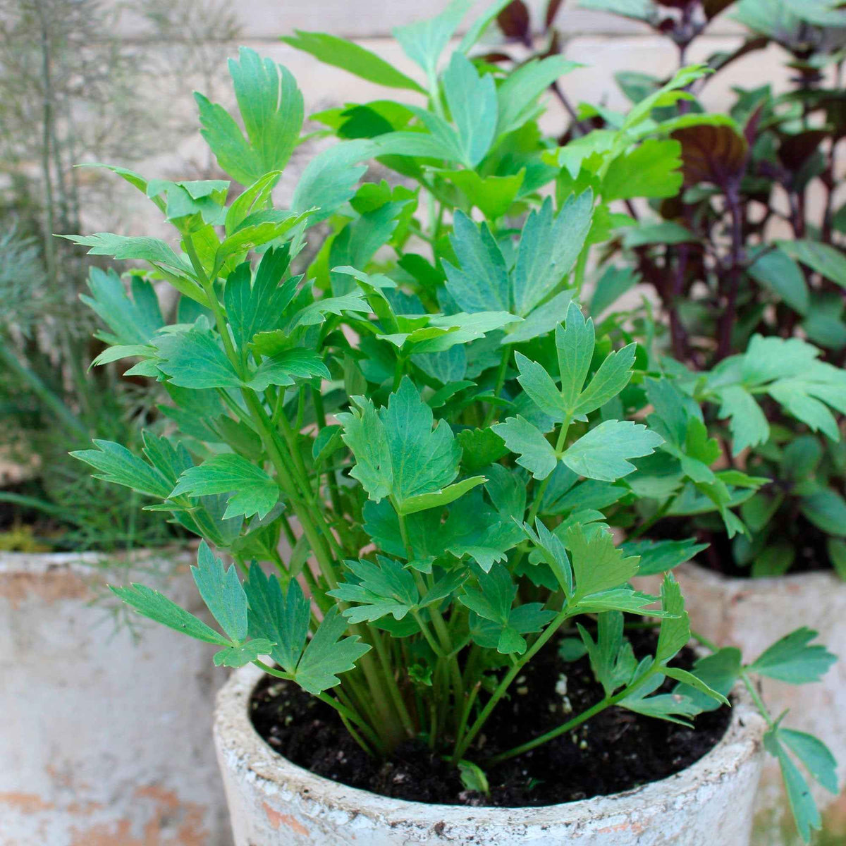 Livèche - céleri perpétuel - Plants d'aromatiques - Bakker